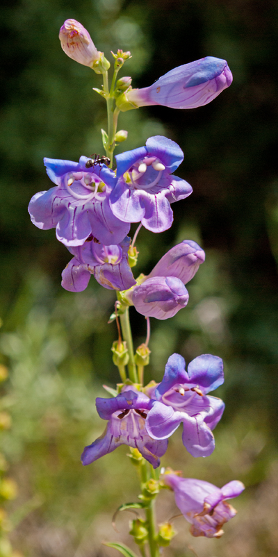 Beardless Sidebells Penstemon 4.jpg